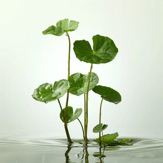 Centella Asiatica